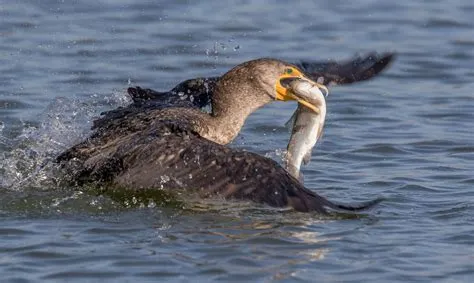  The Bird Catching Fish의 신비로운 섬세함과 고대의 생동감!